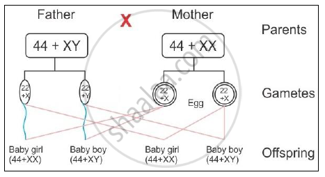 Answer The Following Questions Related To Sex Determination In Human