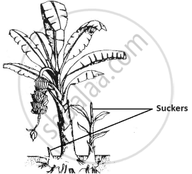 The image below shows a banana plant which is growing with the help of ...