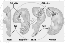 The diagram given below shows the early embryonic stages of fish ...