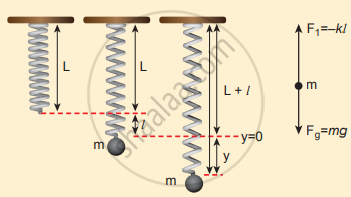 Describe the vertical oscillations of a spring. - Physics | Shaalaa.com