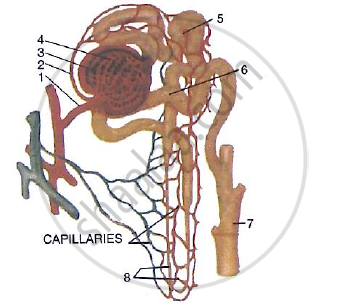 The Following Diagram Represents a Mammalian Kidney Tubule (Nephron ...