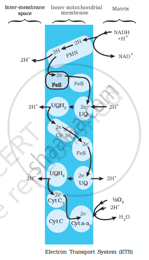 Explain Ets - Biology | Shaalaa.com