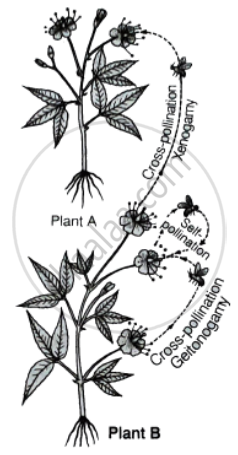 What are the possible types of pollinations in chasmogamous flowers ...