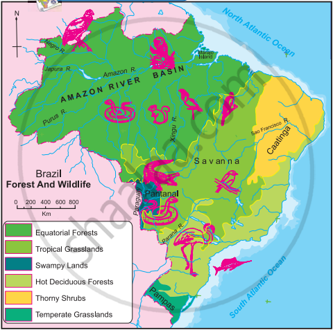 Natural Vegetation of Brazil | Shaalaa.com