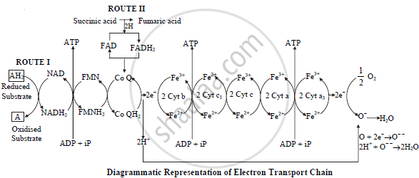 Give the diagrammatic representation of ETS - Biology | Shaalaa.com