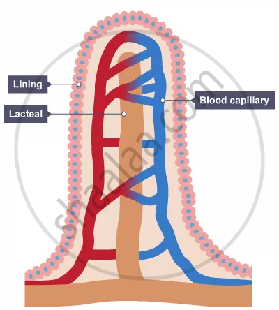 does the large intestine absorb water