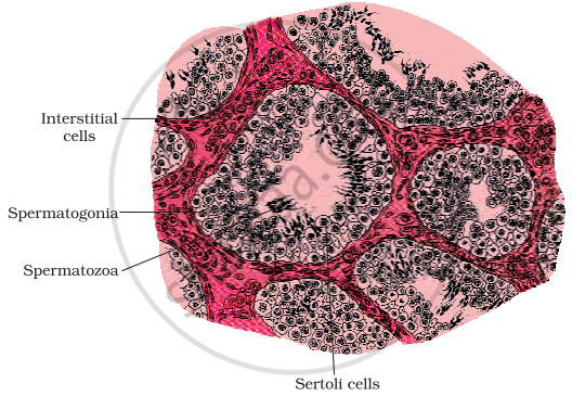 Human Reproduction The Male Reproductive System