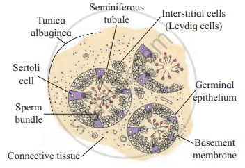 Draw a neat labeled diagram of T.S. of testis. - Biology | Shaalaa.com