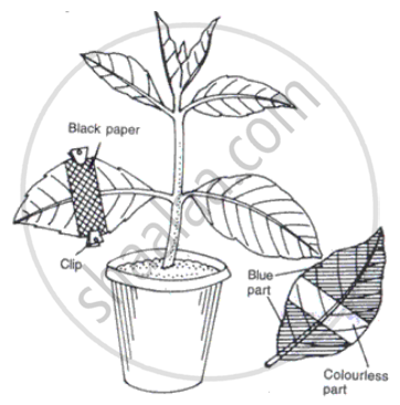 light is essential for photosynthesis experiment