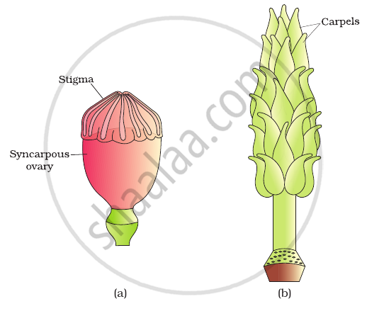 Identify the type of carpel with the help of diagrams given below ...