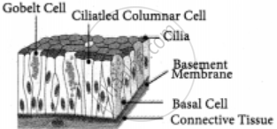 Explain simple epithelium and its types. - Science | Shaalaa.com