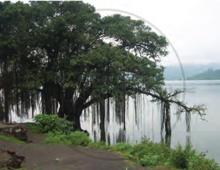 Natural Vegetation of India - Tropical Deciduous Forest | Shaalaa.com