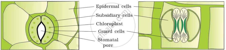 Explain The Structure Of Stomata With A Labelled Diagram Biology