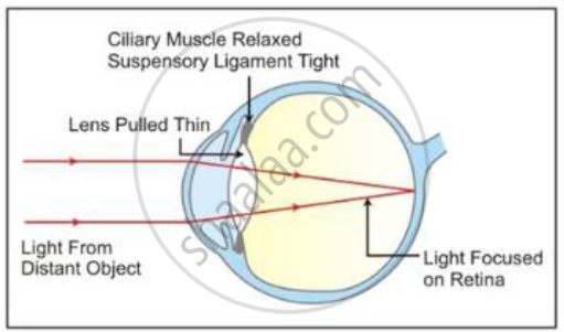 Ciliary Muscle And Suspensory Ligament